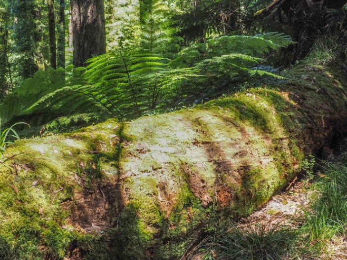 Log