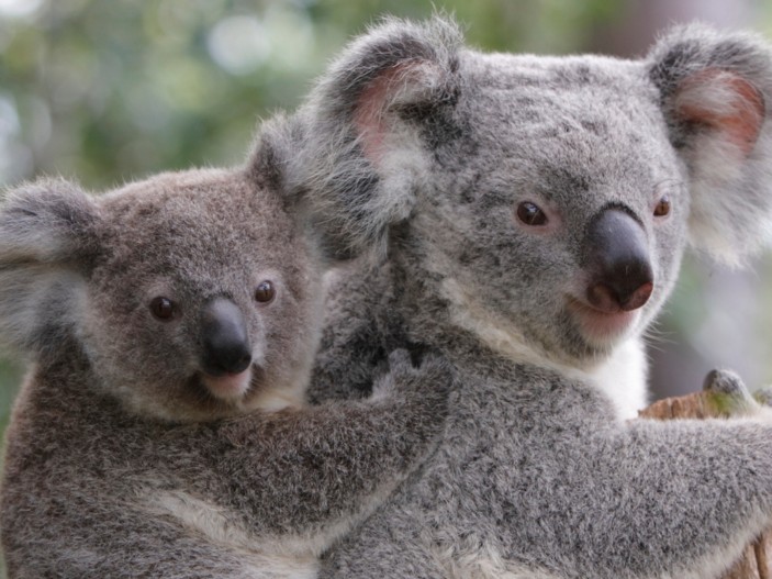 Koala Card Image