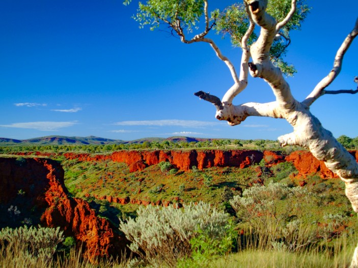 Native Extracts