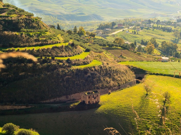 Olive Grove